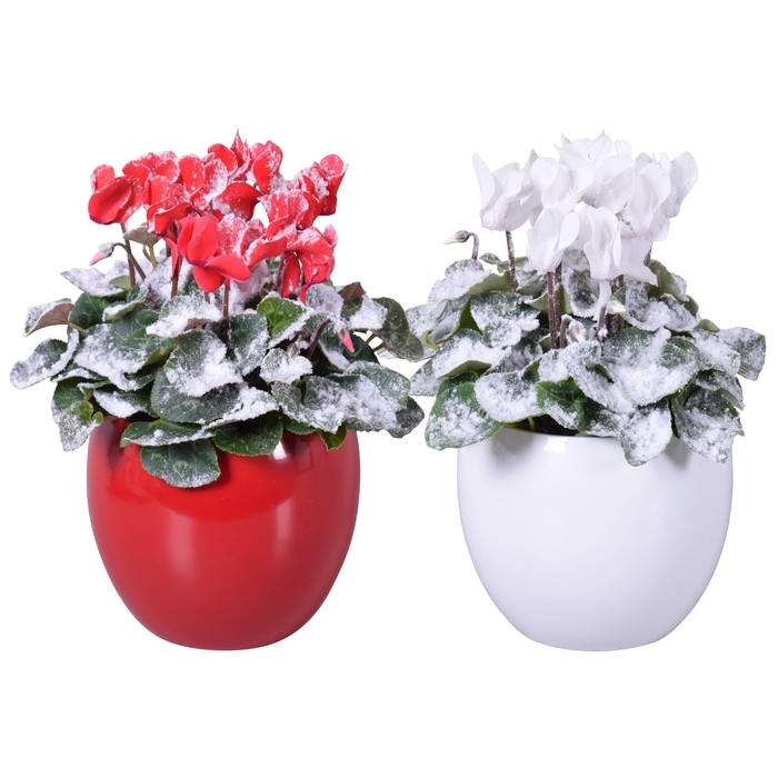 <h4>Cyclamen met sneeuw rood-wit in Lisa keramiek (Kerst)</h4>