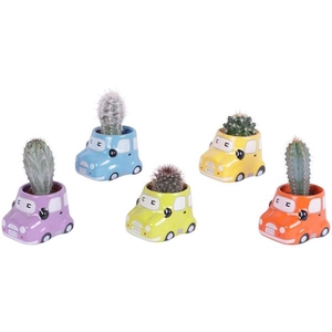 Cactus 5,5 cm in gekleurde auto planter