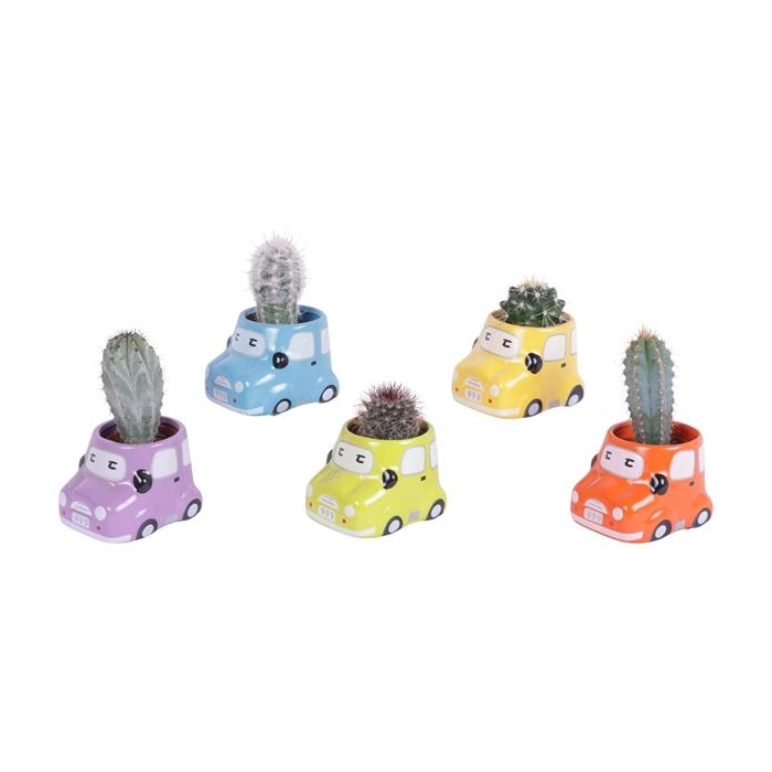 <h4>Cactus 5,5 cm in gekleurde auto planter</h4>