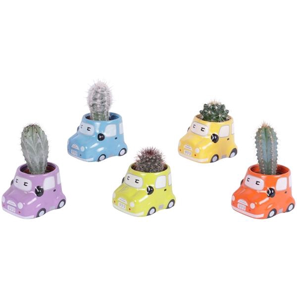 <h4>Cactus 5,5 cm in gekleurde auto planter</h4>