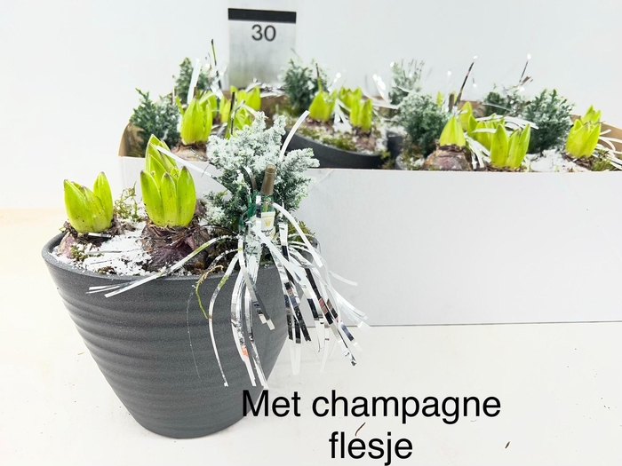 <h4>ARR HYACINTH</h4>