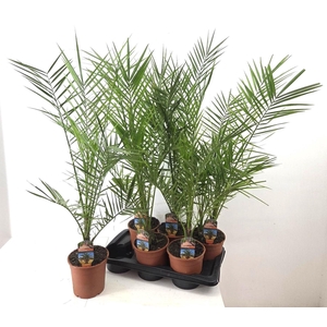 PHOENIX CANARIENSIS