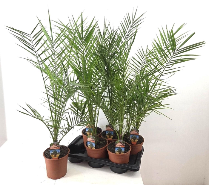 <h4>PHOENIX CANARIENSIS</h4>