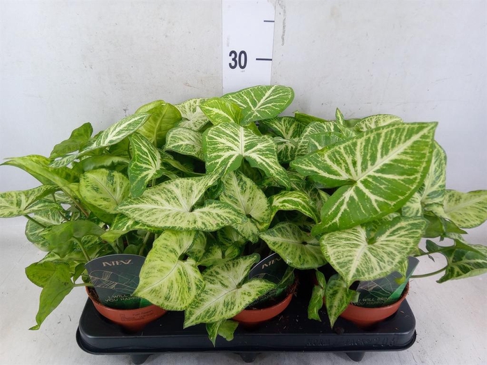 <h4>Syngonium  'Arrow'</h4>