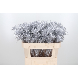 Eryn Orion Kl Bh Zilver