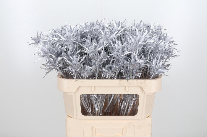 <h4>Eryn Orion Kl Bh Zilver</h4>