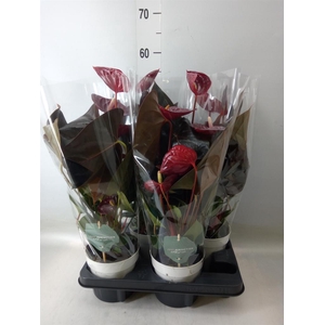 Anthurium andr. 'Delicata'