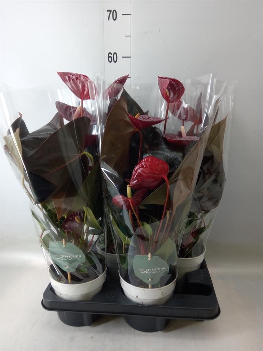 <h4>Anthurium andr. 'Delicata'</h4>