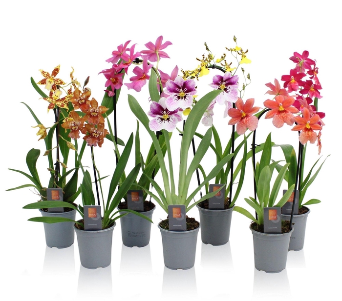 <h4>Inca Orchid mix 1 spike incl. Cascade 9cm</h4>