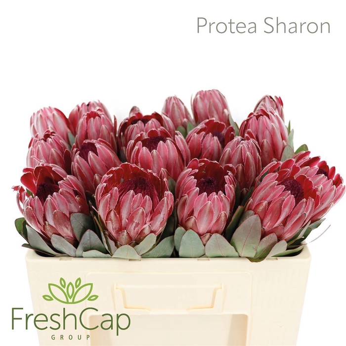 <h4>PROTEA SYLVIA</h4>