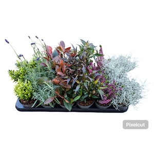 Heestermix tray 18