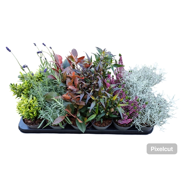 <h4>Heestermix tray 18</h4>