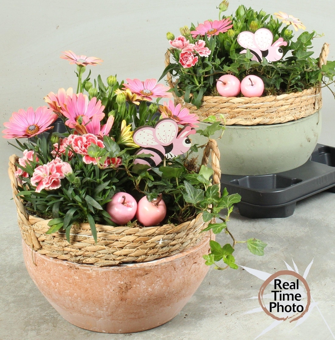 <h4>ARR TUINPLANTEN</h4>