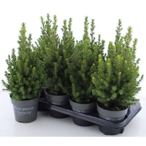 PICEA GL PERFECTA