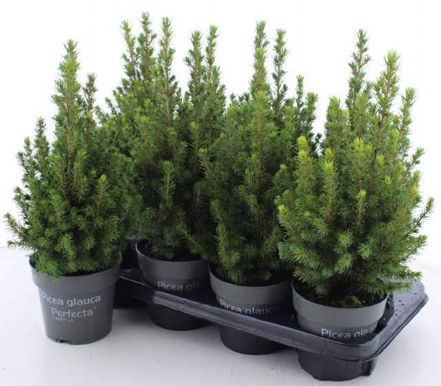 <h4>PICEA GL PERFECTA</h4>