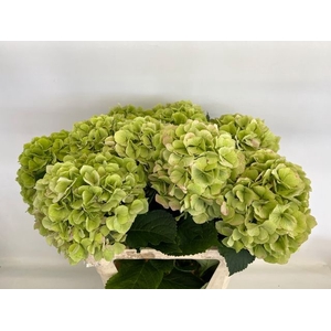 HYDR M CH VERENA CL GREEN 80 CM