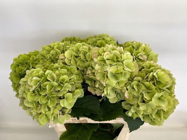 <h4>HYDR M CH VERENA CL GREEN 80 CM</h4>