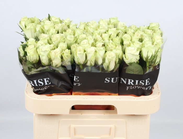 <h4>R GR ATHENA</h4>