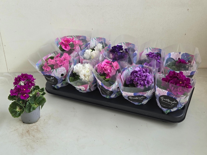 <h4>SAINTP IN ROCOCO GEM</h4>