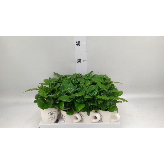 <h4>Coffea arabica</h4>