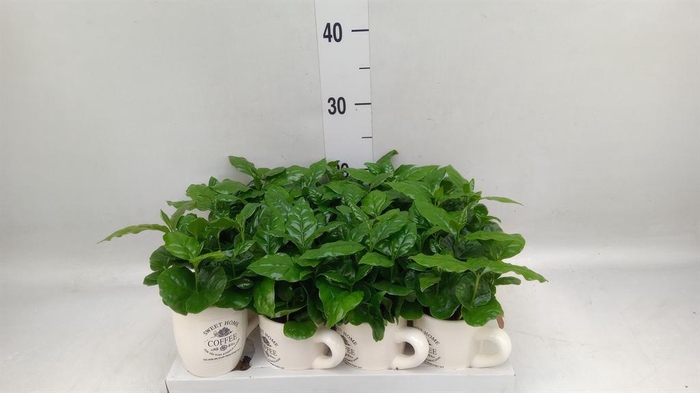 Coffea arabica