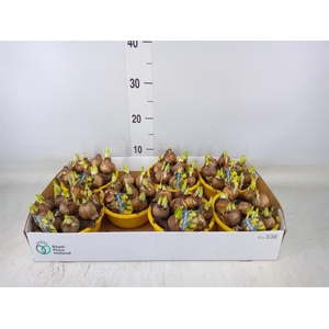 Narcissus  'Tete a tete'