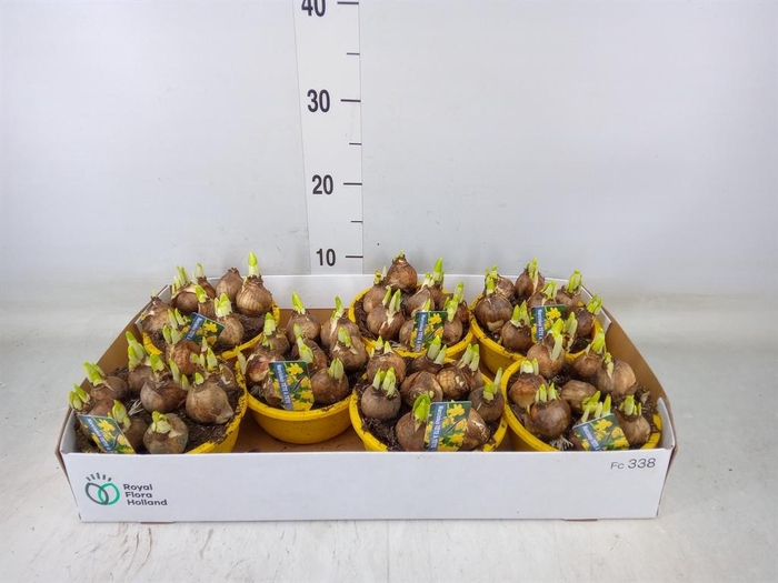 <h4>Narcissus  'Tete a tete'</h4>