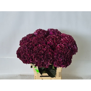 HYDR M MAG DARK RUBY