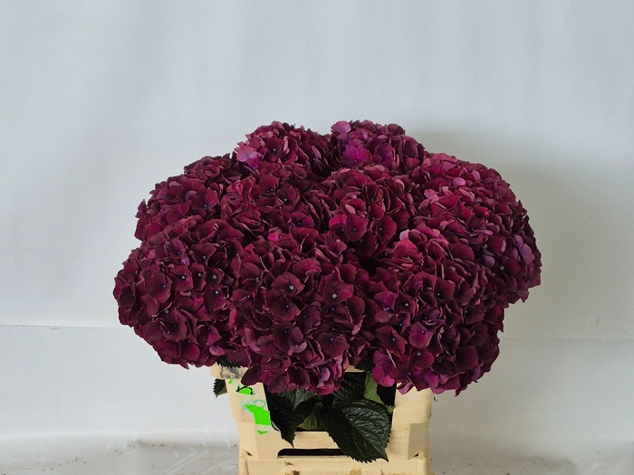 <h4>HYDR M MAG DARK RUBY</h4>