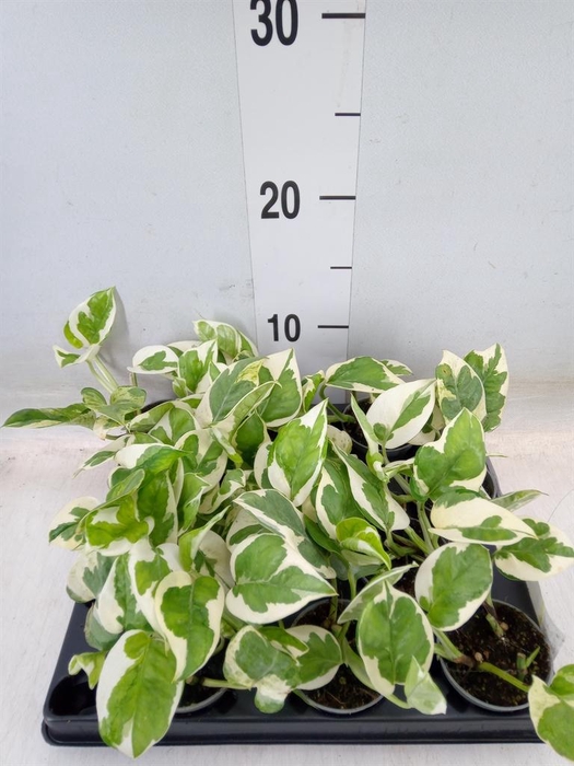 <h4>Epipremnum   ...</h4>