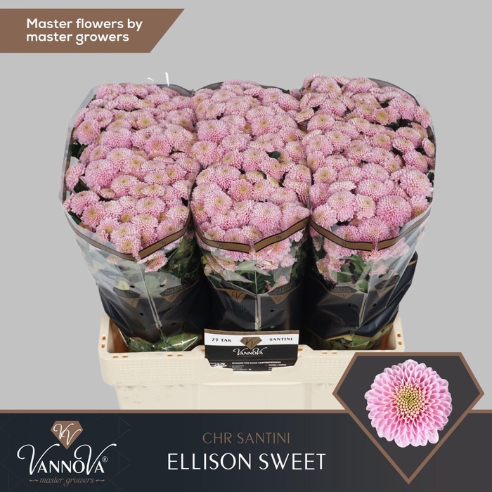 <h4>CHRYSANTHEMUM SA 'ELLISON SWEET'</h4>