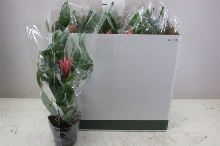 <h4>Aechmea Fa Primera</h4>