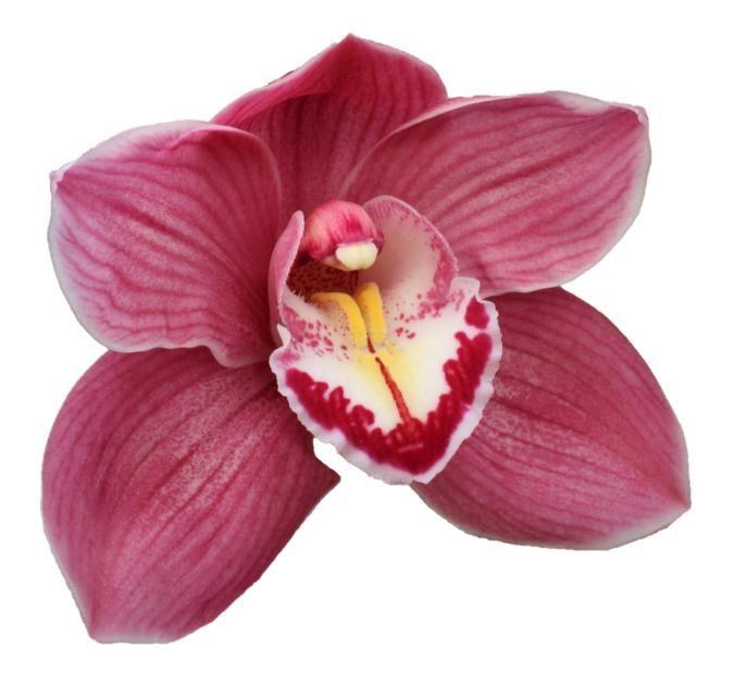 <h4>CYMB T HMS ROSANN</h4>