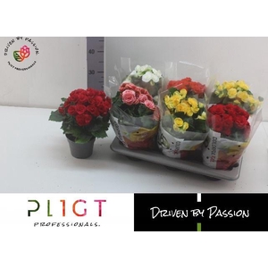 !! PROMO !! BEGONIA MIX P14