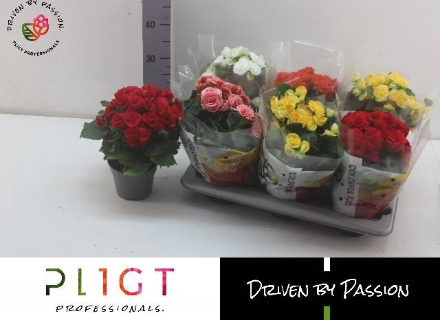 <h4>!! PROMO !! BEGONIA MIX P14</h4>