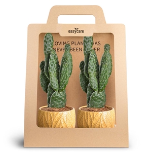 2-Pack Leaf Tangerine Opuntia