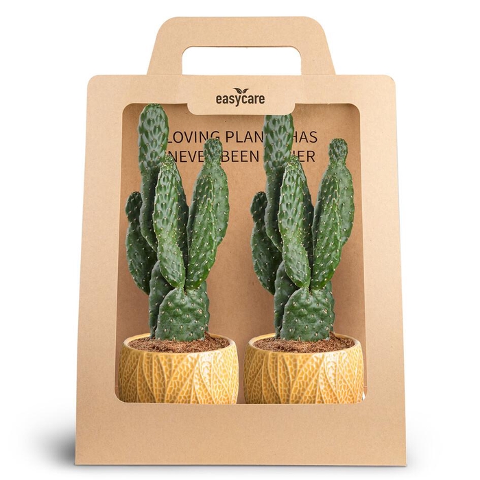 <h4>2-Pack Leaf Tangerine Opuntia</h4>