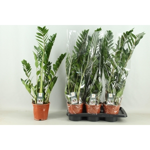 ZAMIO ZAMIIFOLIA