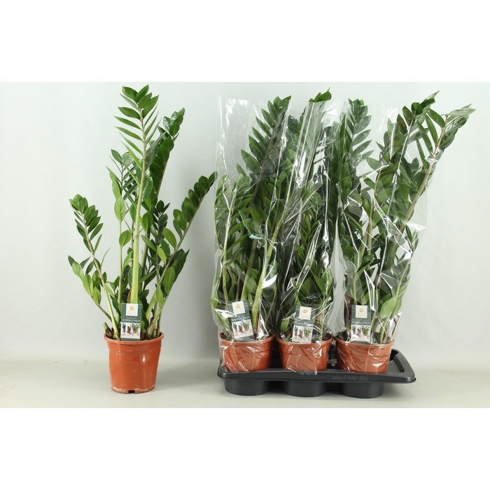 <h4>ZAMIO ZAMIIFOLIA</h4>