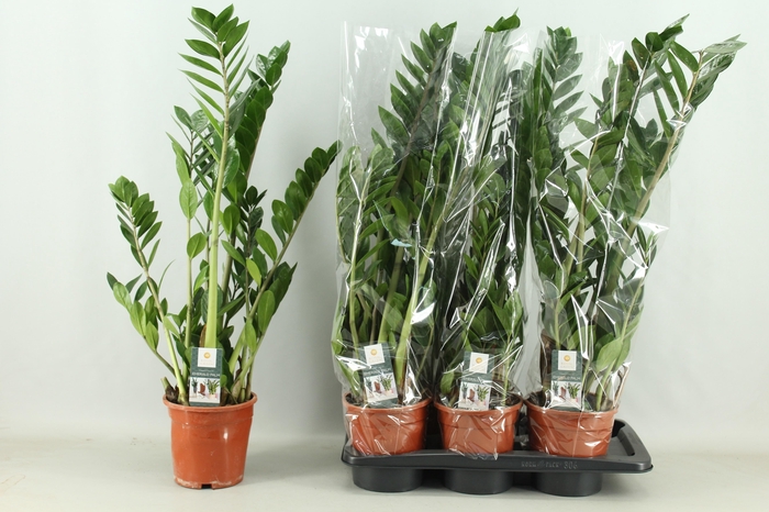 <h4>ZAMIO ZAMIIFOLIA</h4>