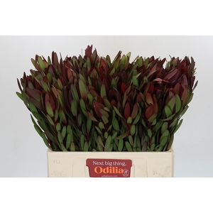 Leucadendron Saf Sunset Dark R.