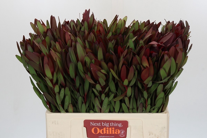 <h4>Leucadendron Saf Sunset Dark R.</h4>