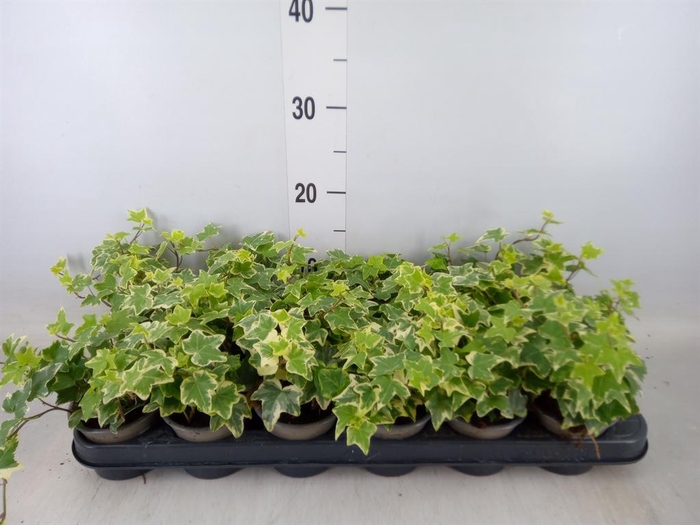 <h4>Hedera helix 'Eva'</h4>