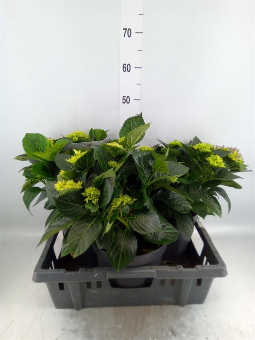 <h4>Hydrangea mac. 'Early'</h4>