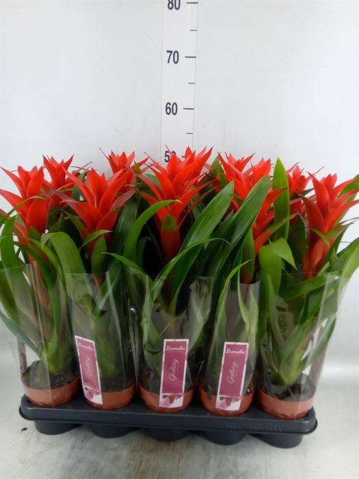 <h4>Guzmania 'Ostara'</h4>
