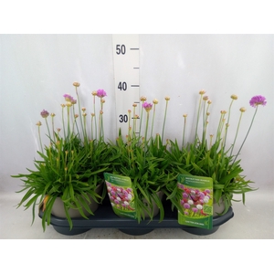 Armeria pseud. 'Ballerina'