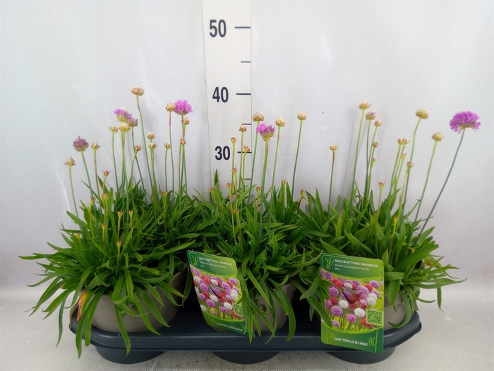 Armeria pseud. 'Ballerina'