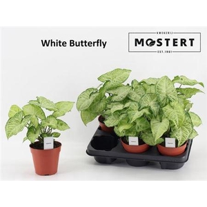 Syng White Butterfly