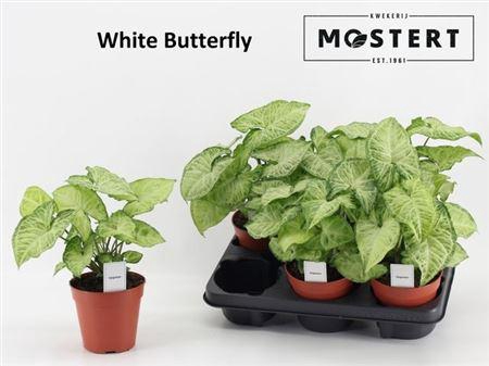 Syng White Butterfly