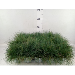 Festuca glauca 'Compacta Blue'